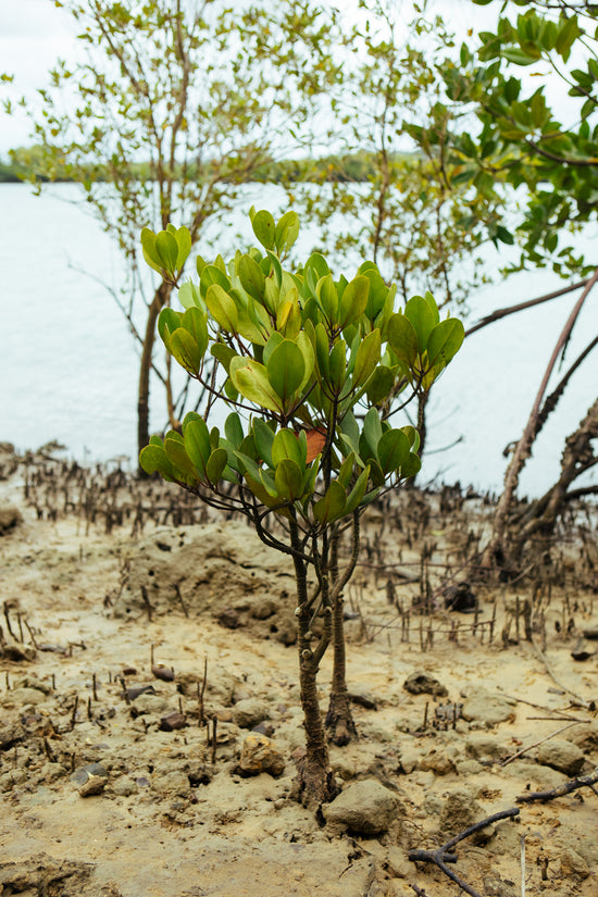 a small tree planted in dirt with a river behind