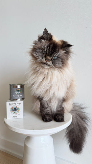 A fluffy long-haired cat sitting on a stool beside the Burning Rage candle tin and its box