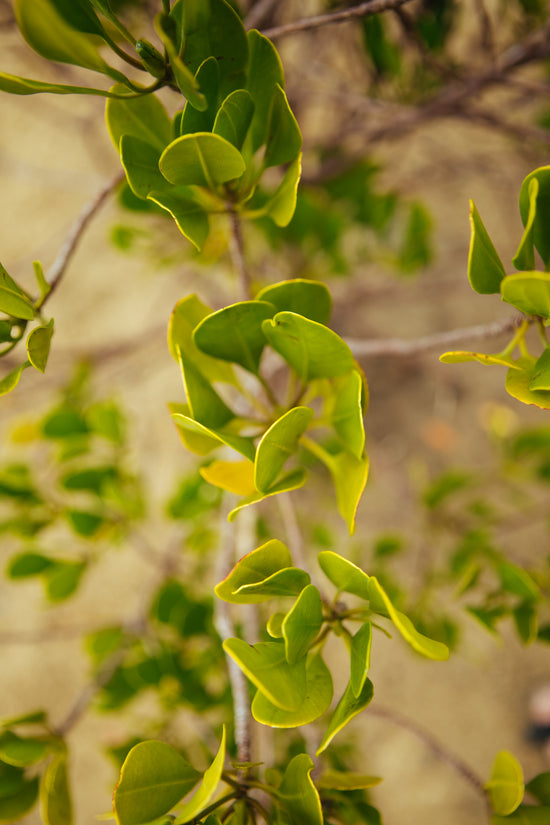 close up of tree leaves