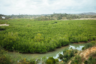 lush forest surrounded by water